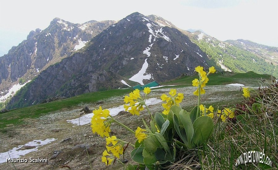 29 Primula orecchio d'orso..JPG